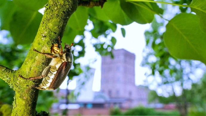 Großaufnahme eines Maikäfers vor der Kulisse der Zeche Hannover. Foto: Klaus Rieboldt Großaufnahme eines Maikäfers vor der Kulisse der Zeche Hannover. Foto: Klaus Rieboldt